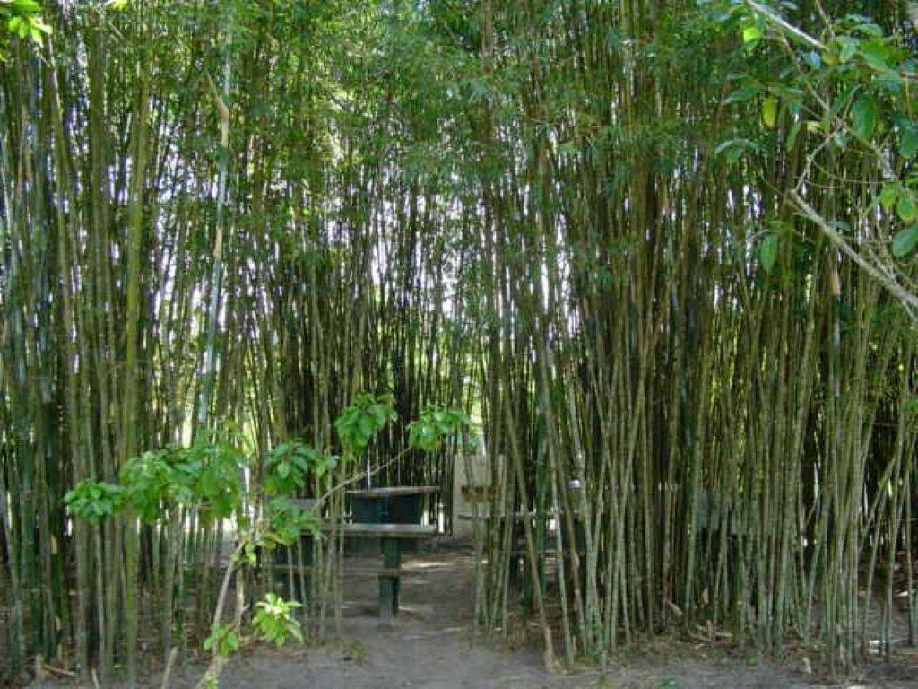 Samburá Chalés Ilha Comprida Exterior foto